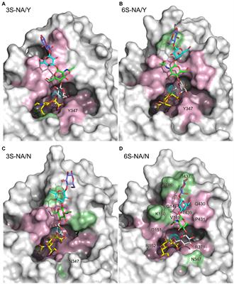 Molecular modeling and phylogenetic analyses highlight the role of amino acid 347 of the N1 subtype neuraminidase in influenza virus host range and interspecies adaptation